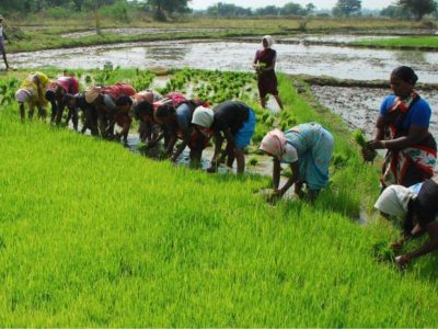 essay on agriculture of chhattisgarh